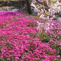 寿量山 速成寺の自然