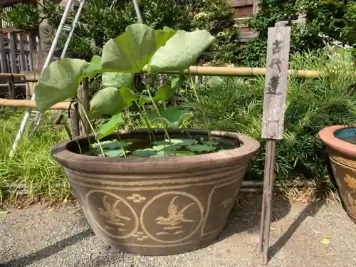 妙蓮寺の庭園