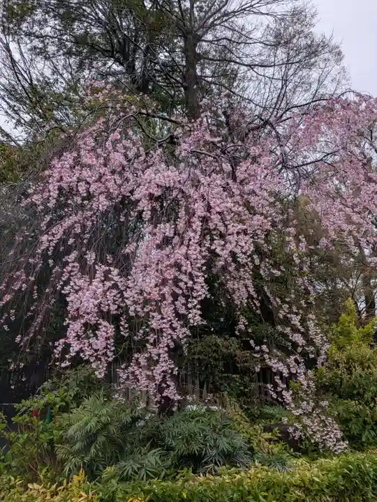阿佐ヶ谷神明宮(東京都)