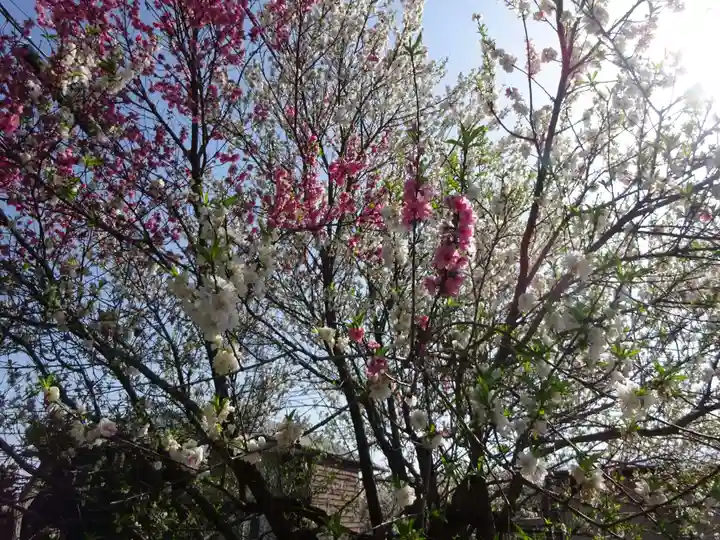 医王寺薬師堂(恩田薬師堂)の自然