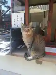 法案寺の動物