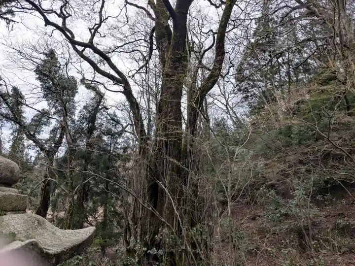 諏訪神社の{uncategorized: "未分類", other: "その他", undefined: "問題あり", building: "その他建物", grave: "お墓", sacred_gate: "鳥居", guardian: "狛犬", statue: "像", buddha: "仏像", history: "歴史", nature: "自然", garden: "庭園", animal: "動物", pagoda: "塔", temizu: "手水舎", mountain_gate: "山門・神門", sanctuary: "本殿・本堂", subordinate: "末社・摂社", art: "芸術", scenery: "景色", jizo: "地蔵", ema: "絵馬", goshuin: "御朱印", omikuji: "おみくじ", items: "授与品その他", amulet: "お守り", goshuincho: "御朱印帳", eats: "食事", festival: "お祭り", votive_dance: "神楽", shichigosan: "七五三参", wedding: "結婚式", experience: "体験その他", initially: "初詣", around: "周辺", anti_infection: "感染症対策"}