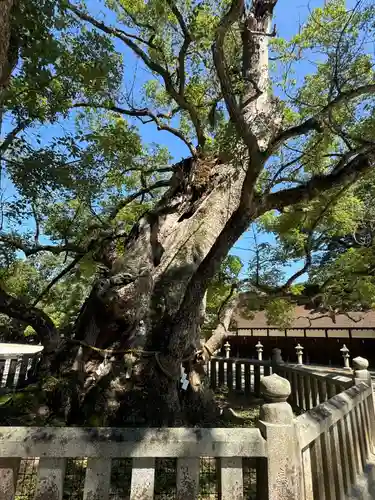 大山祇神社(愛媛県)