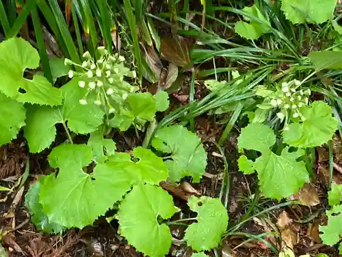 霧島神宮(鹿児島県)