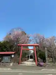 上富良野神社の鳥居