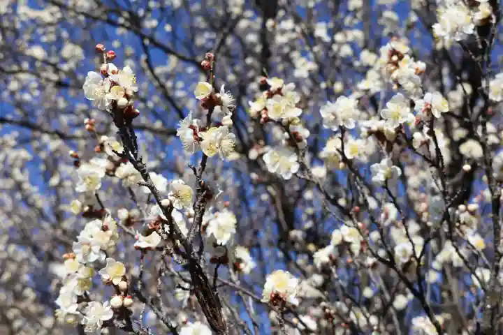 玉敷神社(埼玉県)