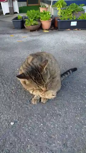鹿角八坂神社の動物