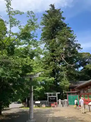 大杉神社(茨城県)