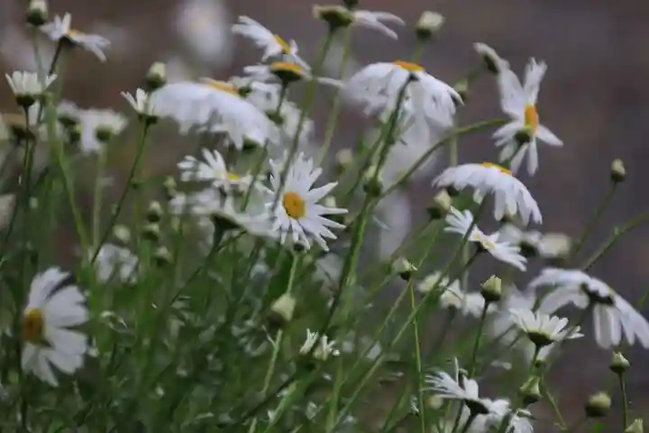 阿久津「田村神社」(郡山市阿久津町)旧社名:伊豆箱根三嶋三社の庭園