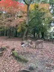 春日大社の動物