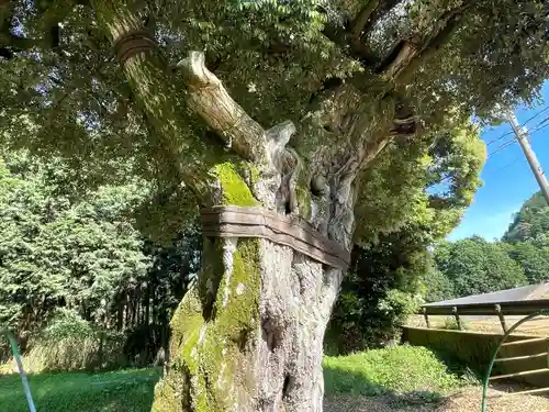 榎嶋神社(白川神社御旅所)(滋賀県)