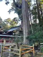 鹿島神宮の自然