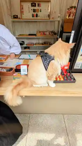 駒込妙義神社の動物
