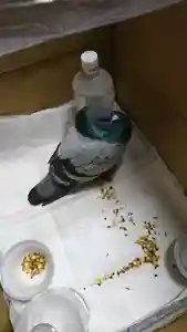 阿邪訶根神社の動物(2021年02月18日(木) 20時08分13秒投稿)