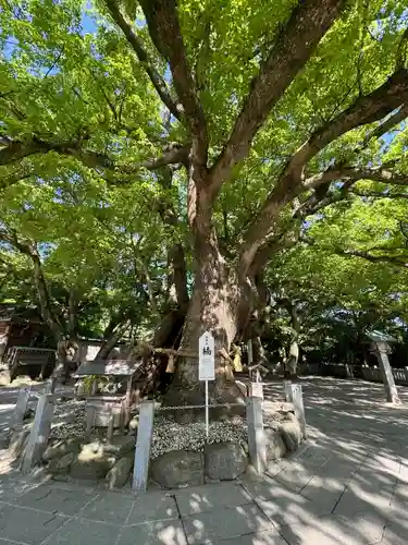 大麻比古神社(徳島県)