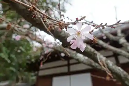 平野神社の自然