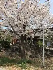 八坂神社の自然