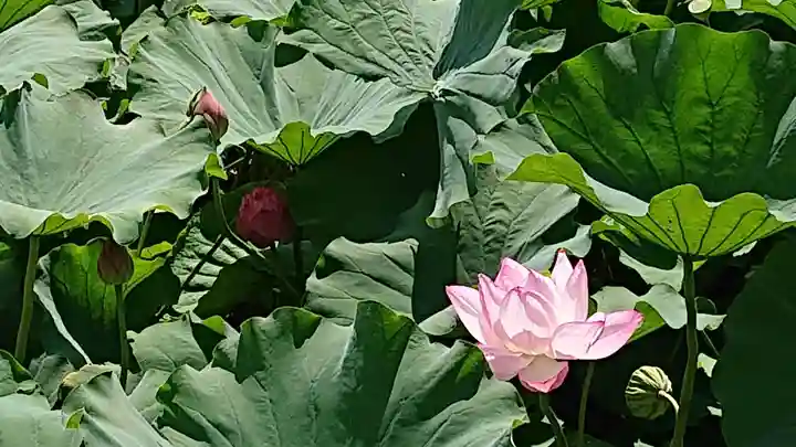 寛永寺不忍池弁天堂の自然