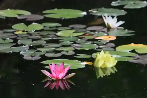 神炊館神社 ⁂奥州須賀川総鎮守⁂の庭園