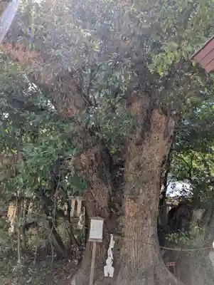 白鳥神社(香川県)