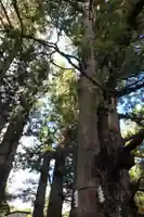 日光二荒山神社の自然