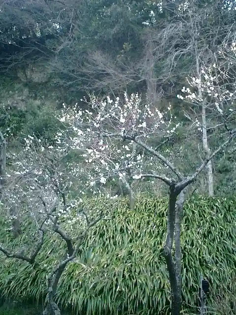 荏柄天神社の自然