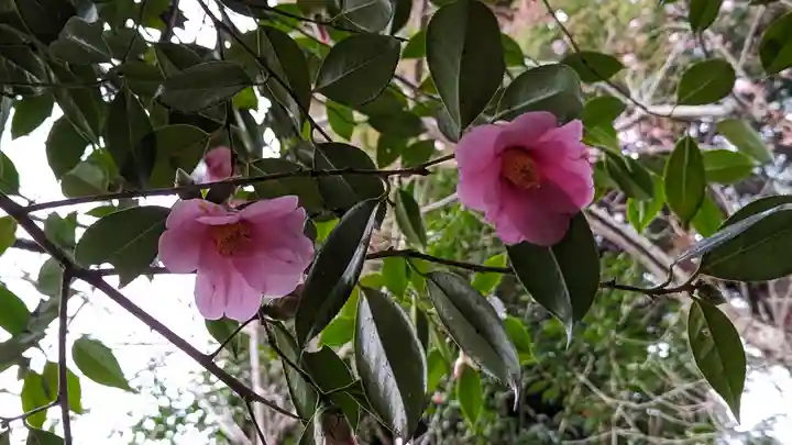 梅宮大社の自然