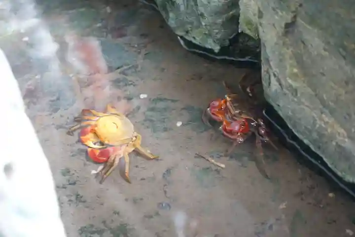二見興玉神社の動物