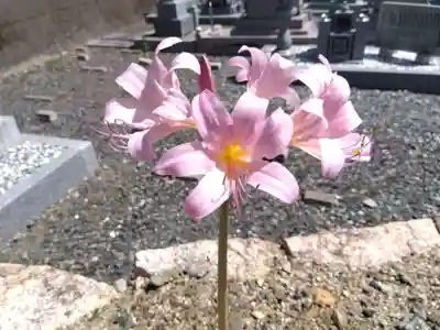 金前寺(福井県)