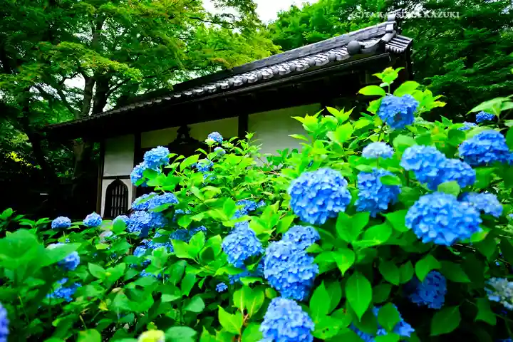 明月院(神奈川県)