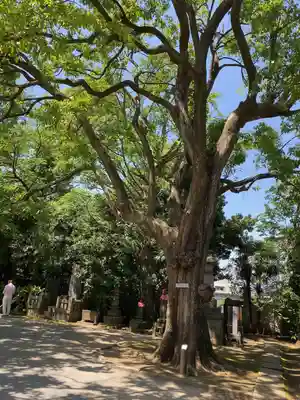 最勝寺教学院の自然