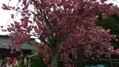 常陸第三宮　吉田神社の自然