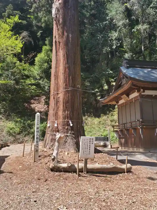 樺崎八幡宮の自然