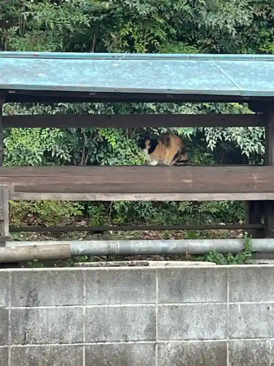 三島神社の{uncategorized: "未分類", other: "その他", undefined: "問題あり", building: "その他建物", grave: "お墓", sacred_gate: "鳥居", guardian: "狛犬", statue: "像", buddha: "仏像", history: "歴史", nature: "自然", garden: "庭園", animal: "動物", pagoda: "塔", temizu: "手水舎", mountain_gate: "山門・神門", sanctuary: "本殿・本堂", subordinate: "末社・摂社", art: "芸術", scenery: "景色", jizo: "地蔵", ema: "絵馬", goshuin: "御朱印", omikuji: "おみくじ", items: "授与品その他", amulet: "お守り", goshuincho: "御朱印帳", eats: "食事", festival: "お祭り", votive_dance: "神楽", shichigosan: "七五三参", wedding: "結婚式", experience: "体験その他", initially: "初詣", around: "周辺", anti_infection: "感染症対策"}