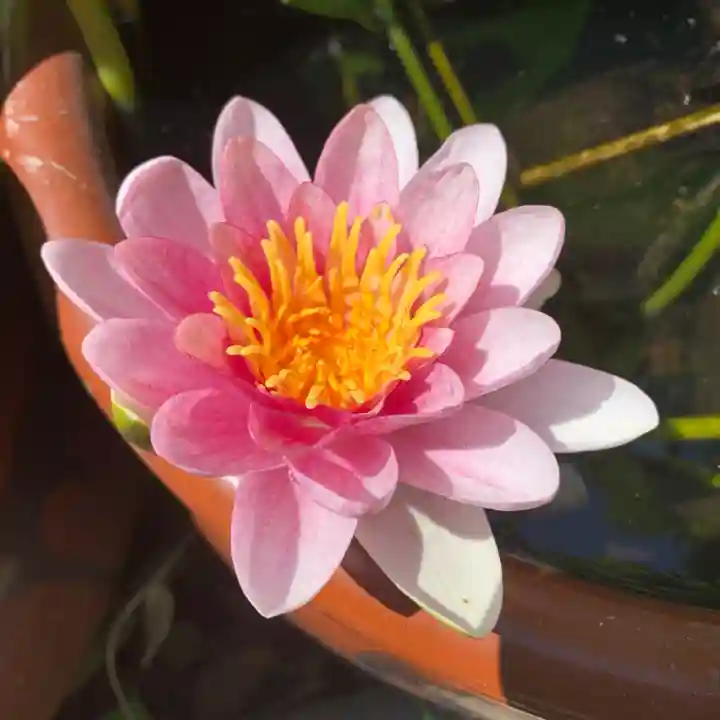 豊景神社の自然