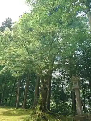 佐々牟志神社の自然