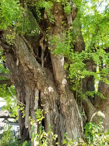 善福寺(東京都)