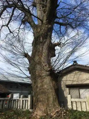 諏訪神社の自然