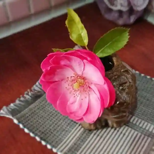 寿量山 速成寺の庭園