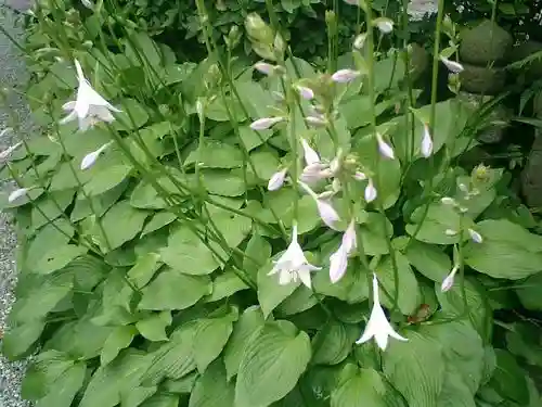 實相寺（実相寺）の自然