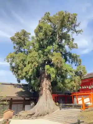 春日大社(奈良県)