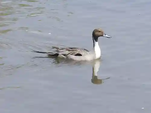鶴岡八幡宮の動物