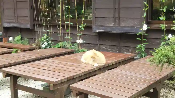 江島神社の動物