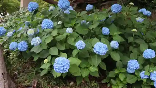 柳谷観音　楊谷寺(京都府)