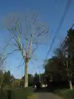 香取神社の自然