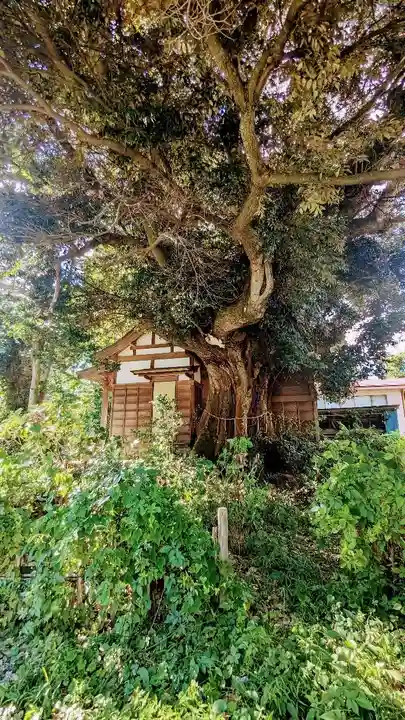 浅間神社の本殿・本堂
