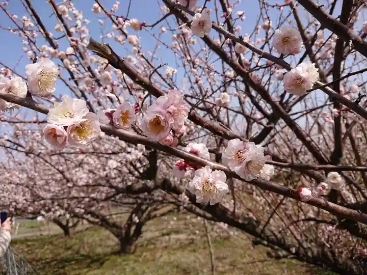 牛嶋天満宮の自然
