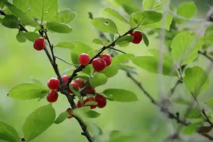 阿久津「田村神社」(郡山市阿久津町)旧社名:伊豆箱根三嶋三社の自然