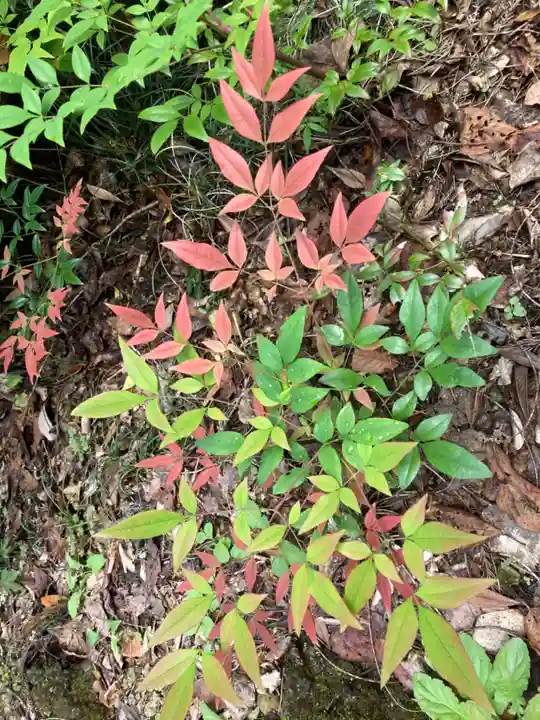 大宮温泉神社の自然