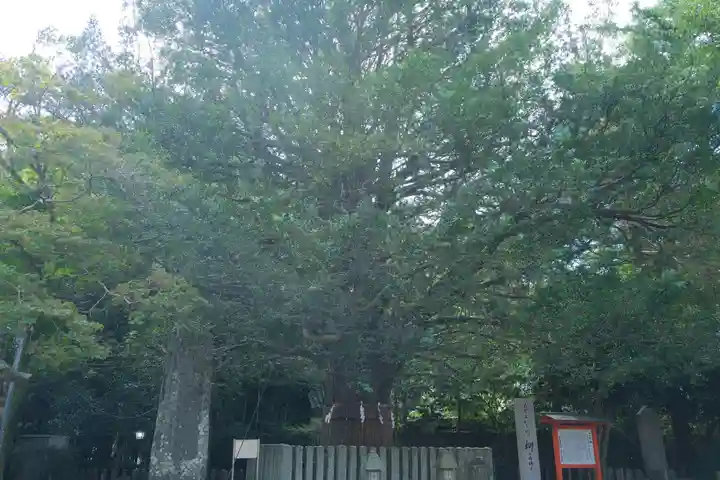 熊野速玉大社の自然